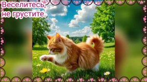 Доброе утро. Красивое видео. Котики.