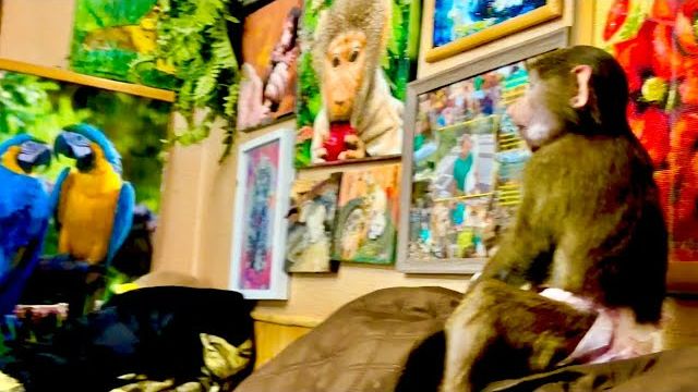 Анфиса достает Финика и Лапку, но они научились здорово маскироваться😃 смотреть онлайн