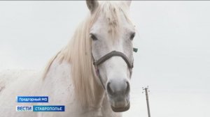 На Ставрополье выводят лошадей в яблоках