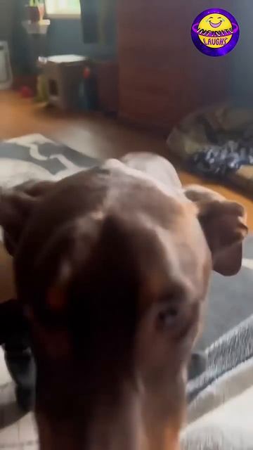 Приколюхи с кошаками🏠🐈👑 смотреть онлайн