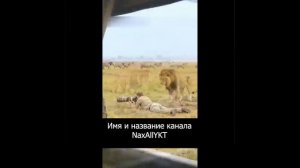 АНЕКДОТ Человек и Лев