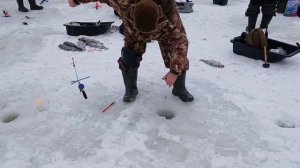 Второе зарыбление, поимки и сходы форели.