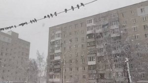 Нижний Новгород - Голуби зимой