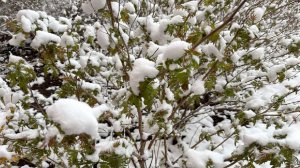 Daily Mail: в Европе из-за снегопада перекрыли дороги и отменили авиарейсы