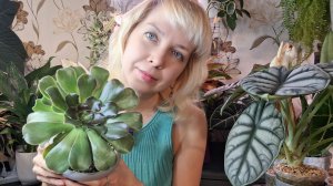 Обзор растений на продажу. Январь.