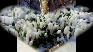 Дарю любимые весенние цветы всем кто загрустил