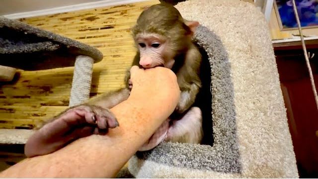 Анфиса стережет свой домик с кружками и достает Финика❤️ смотреть онлайн