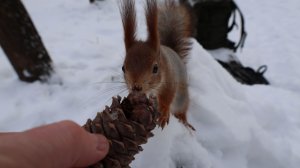 Белки. Зарисовка