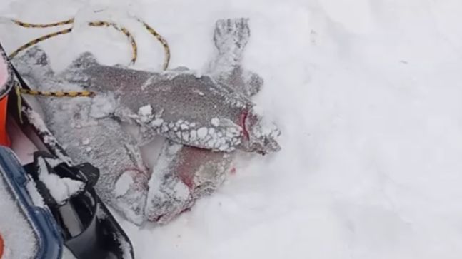 Продолжаем ловить на Нижнем. Клёвое место Лосиный остров. смотреть онлайн