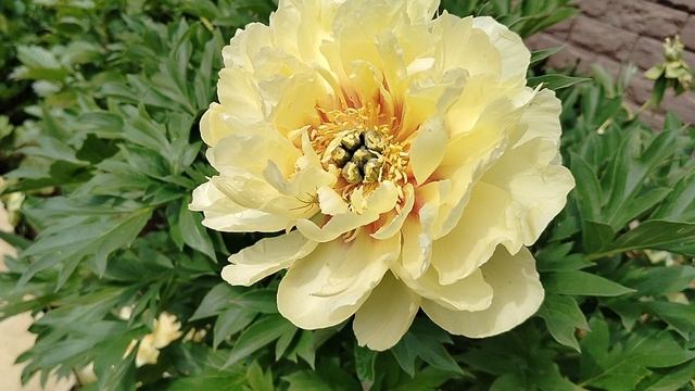 Пион Бартзелла и его этикетка от Поиска, соответствует иллюстрации.