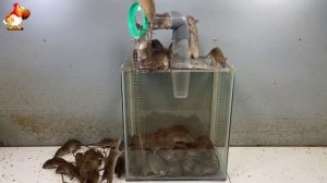 Крысоловка вариант (177) 🐀 Как сделать крысоловку своими руками и поймать кучу крыс 🐀🐁🐀