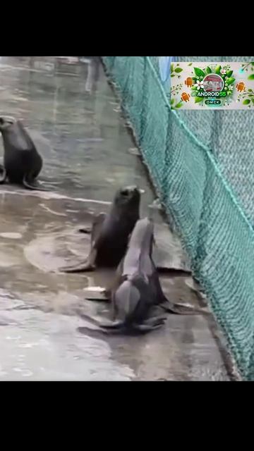 Тормозная система у морских котиков🤪🤣 смотреть онлайн