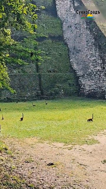 Живые динозавры?🧐🤪 смотреть онлайн