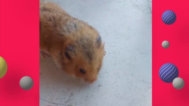 Хомячок джунгарик. Хрум-хрум... смотреть онлайн