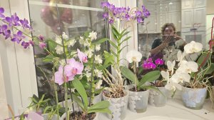 12-01-2026 Цветы на моем окне/Любимые орхидеи/три разных сорта