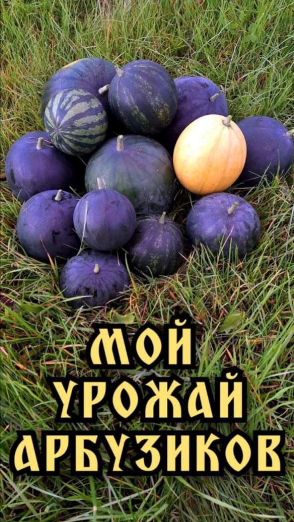 Огород. Мои арбузы. Выращивание арбузов на севере. Мой первый опыт. смотреть онлайн