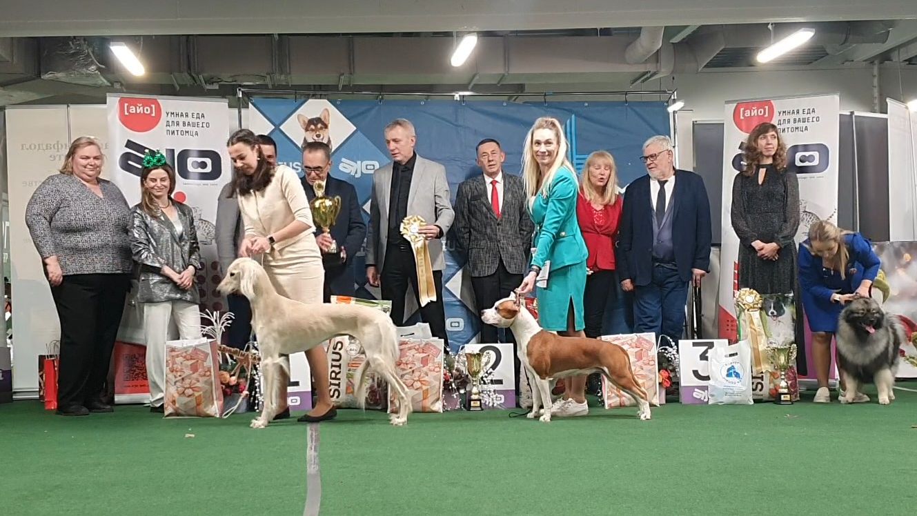 21.12.2025,СПб. Клуб "Невский Фаворит" (РКФ,РФЛС). Выставка "НОВОГОДНИЙ ЗВЕЗДНЫЙ МАРАФОН" (САС,ЧРКФ) смотреть онлайн