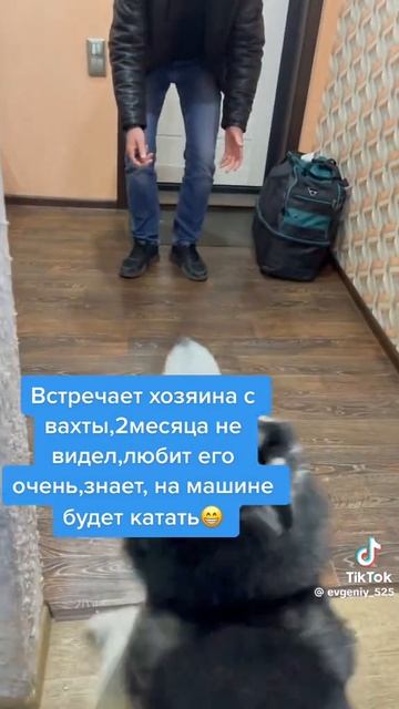 Собака встречает хозяина с вахты