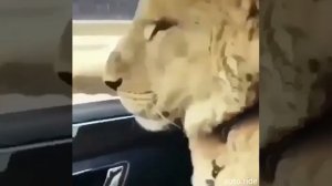 ЛЕВ В ТАЧКЕ