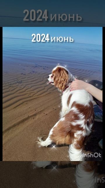 Как выглядит Белла с 2023 по 2026 год. Белла и пуша. смотреть онлайн