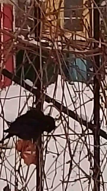 черный дрозд, наблюдение птиц зимой, Великий Новгород, 09-01-2026 смотреть онлайн