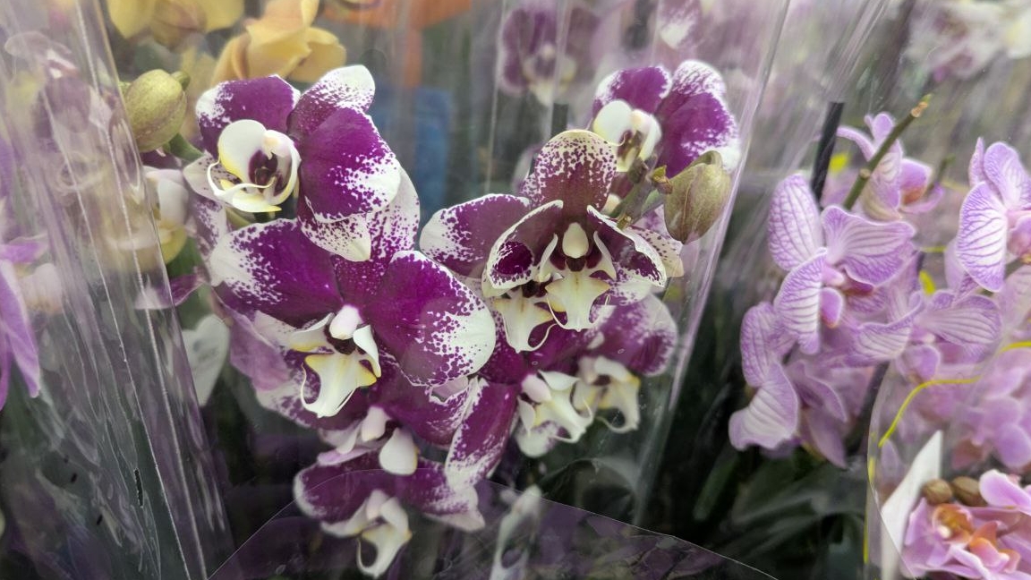 09-01-2026.Прогулка по Оби Мега Парнас..Орхидеи и другие цветы. смотреть онлайн