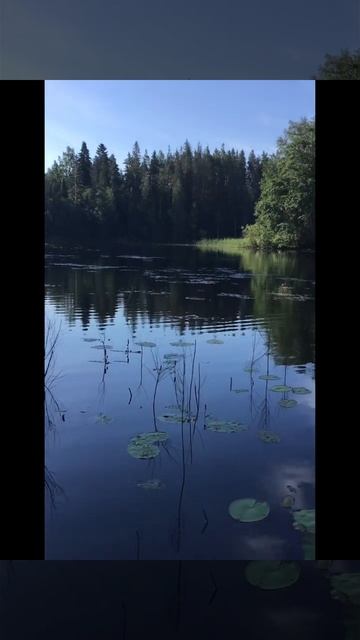 Ленобласть. 26.07.2024. Часть 110. Утята_ Вуокса, Видеопейзаж с плывущими утятами