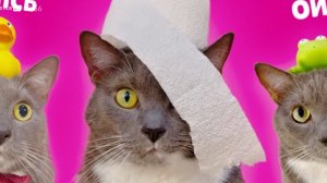 КОТИКИ  В ШКОЛЕ- НОВИНЬКИЙ