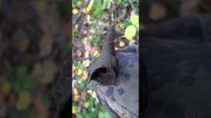 Нашли винтовку в Мясном бору, раскопки по войне