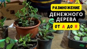 РАЗМНОЖЕНИЕ ПРЕКРАСНОГО РАСТЕНИЯ-ДЕНЕЖНОЕ ДЕРЕВО ОТ А ДО Я! КАК РАЗМНОЖИТЬ ДЕНЕЖНОЕ ДЕРЕВО.