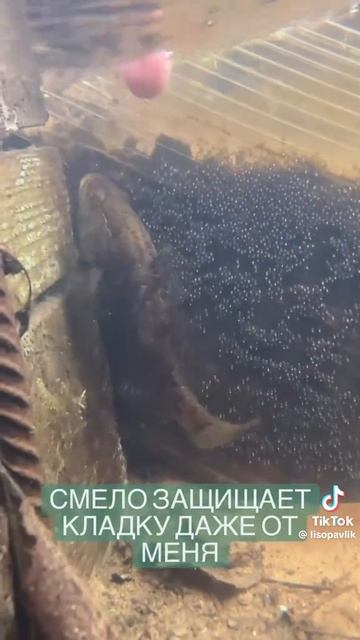 Самец ротана охраняет кладку икры