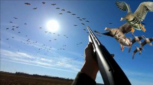 ЛУЧШАЯ ОХОТА НА ГУСЯ В МОЕЙ ЖИЗНИ! Рекорд