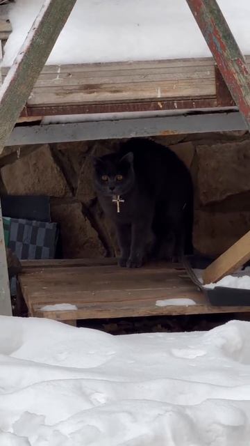 Спаси и сохрани