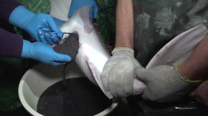 В Дагестане на рыбокомбинате рассказали, как создают условия для дойки осетров