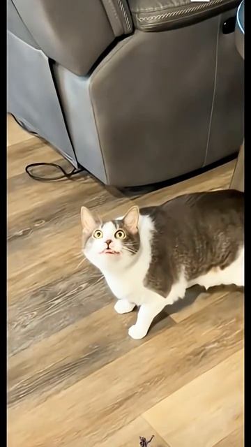 Приколюхи с кошаками🏠🐈👑