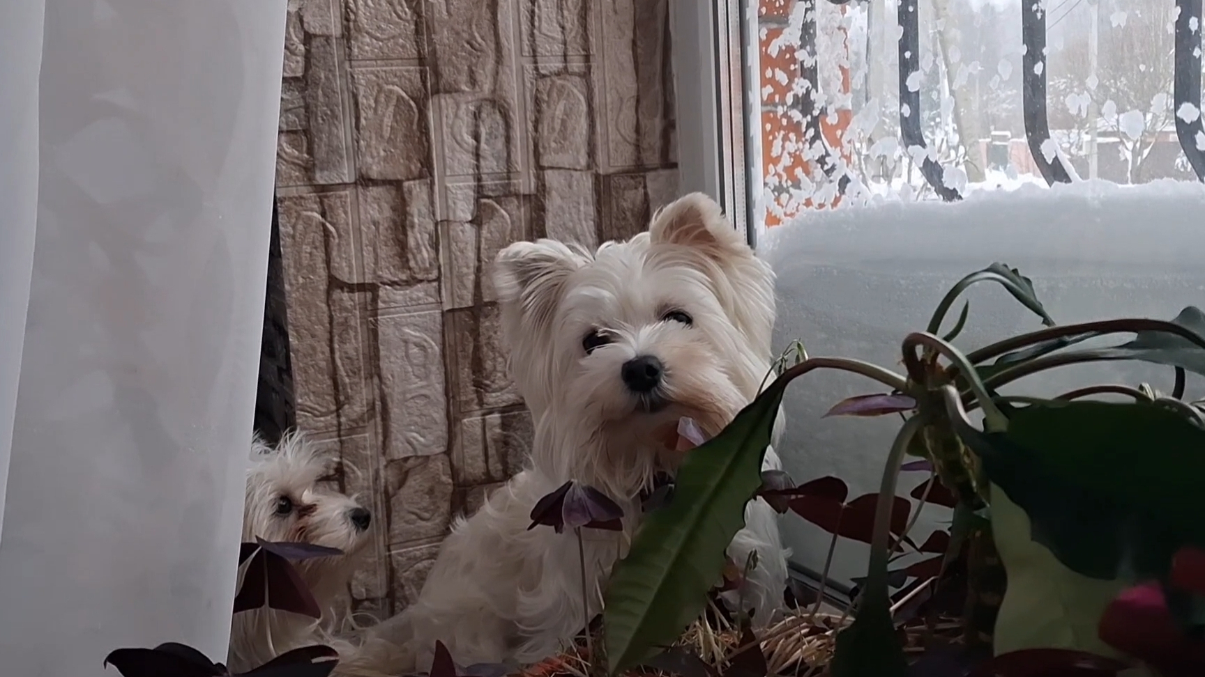 ПАмАгите откАпаться🙉🙉🙉 смотреть онлайн