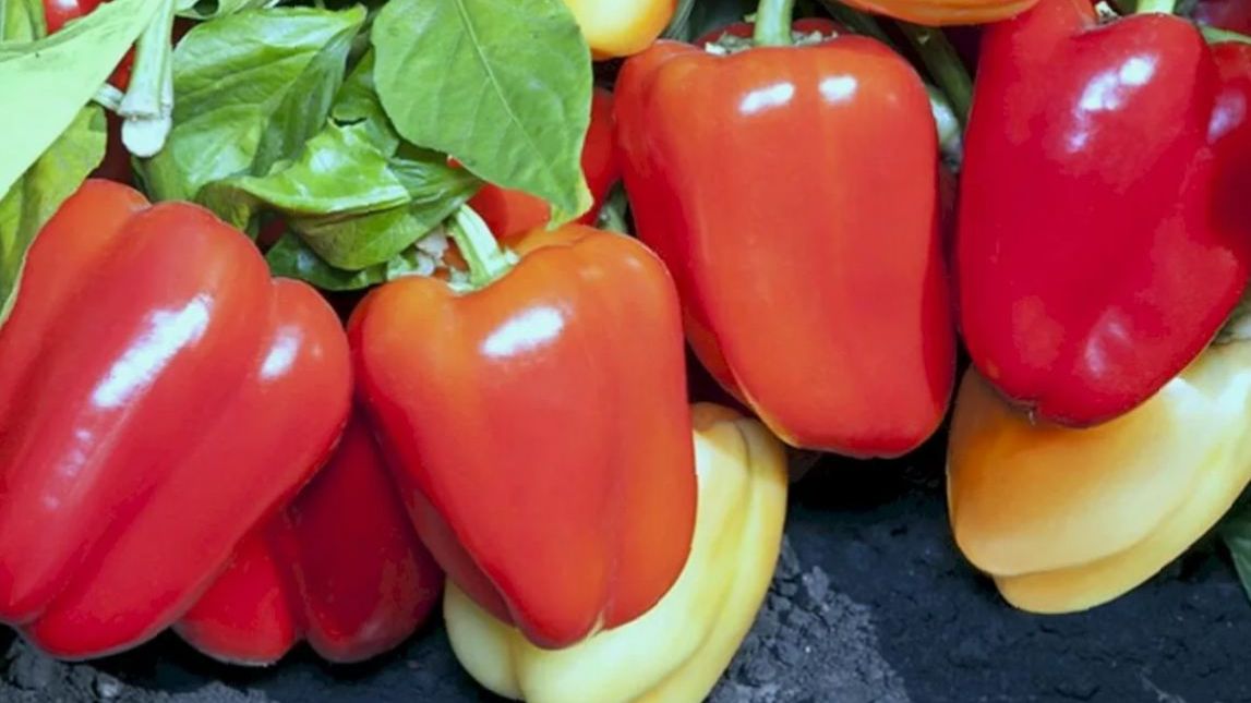 Самые урожайные и толтостенные сорта перца для грунта