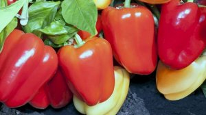 Самые урожайные и толтостенные сорта перца для грунта