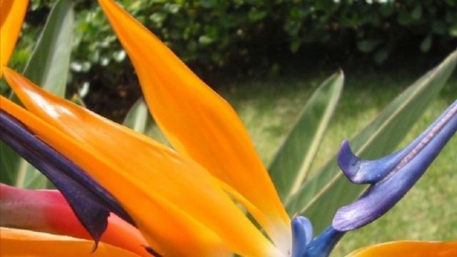 В лесах, Амазонки !