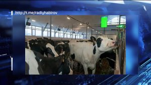 Глава Башкортостана Радий Хабиров анонсировал строительство ферм для рывка в производстве молока