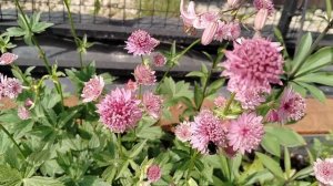 Астранция в нашем саду 2025