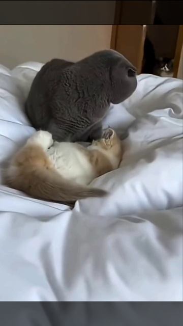 Да я просто пошутил