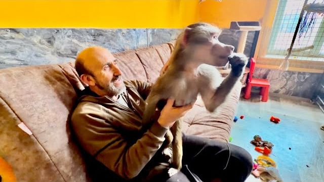 Анфиса не желает сидеть в вольере и выпросилась на свободу во время уборки😂 смотреть онлайн