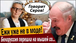 Ежи уже не в моде! Белоруссия перешла на мышей со свёклой!