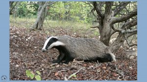 Барсук пока в "отпуске", но это ненадолго. 7-11.06.25