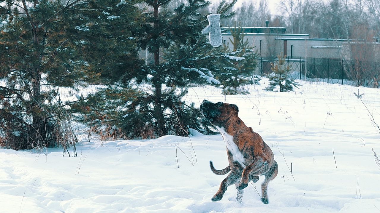 КАНАРСКИЙ ДОГ/ ПРЕСА КАНАРИО Валиенте Вито - Зимний этюд с варежкой смотреть онлайн