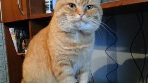 Кот волшебный