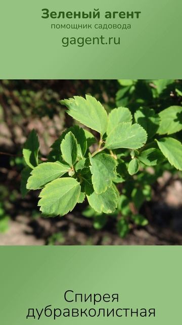 Спирея дубравколистная — Зеленый Агент