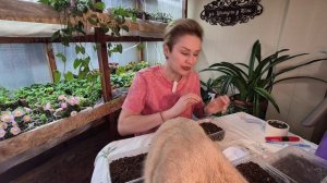 ВИОЛА АМПЕЛЬНАЯ.ПОСЕВ СЕМЯН НА РАССАДУ.2026