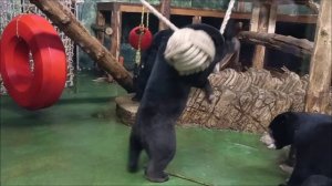 🐻 Медвежье счастье 🤣